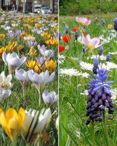 Breda - 2 phases.jpg